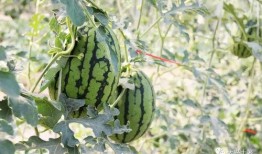 网红去法院吃瓜,揭秘网络红人司法纠纷背后的故事